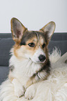 adult Welsh Corgi Pembroke