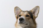 adult Welsh Corgi Pembroke