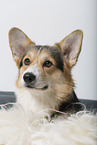 adult Welsh Corgi Pembroke