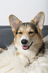 adult Welsh Corgi Pembroke