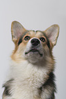 adult Welsh Corgi Pembroke