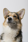 adult Welsh Corgi Pembroke