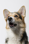 adult Welsh Corgi Pembroke