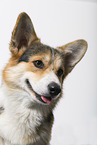 adult Welsh Corgi Pembroke