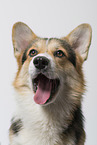 adult Welsh Corgi Pembroke