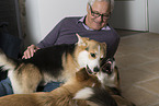 man and Welsh Corgi Pembrokes