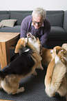 man and Welsh Corgi Pembrokes