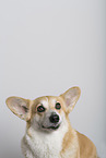 adult Welsh Corgi Pembroke