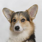 adult Welsh Corgi Pembroke