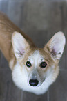 adult Welsh Corgi Pembroke