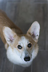 adult Welsh Corgi Pembroke