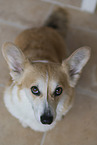 adult Welsh Corgi Pembroke