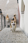 Welsh Corgi Pembrokes