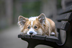 red-and-white Welsh Corgi Pembroke