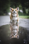 red-and-white Welsh Corgi Pembroke