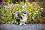 adult Welsh Corgi Pembroke