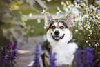 adult Welsh Corgi Pembroke