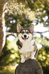 adult Welsh Corgi Pembroke