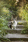 adult Welsh Corgi Pembroke