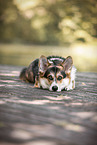 adult Welsh Corgi Pembroke