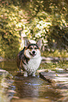 adult Welsh Corgi Pembroke