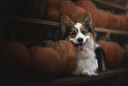 Welsh Corgi Pembroke