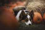 Welsh Corgi Pembroke