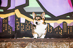 adult Welsh Corgi Pembroke