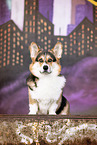 adult Welsh Corgi Pembroke