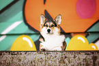 adult Welsh Corgi Pembroke