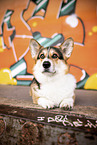 adult Welsh Corgi Pembroke