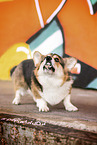 adult Welsh Corgi Pembroke