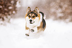 adult Welsh Corgi Pembroke