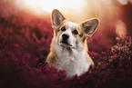 Welsh Corgi Pembroke