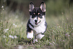 Welsh Corgi Pembroke Puppy