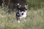 Welsh Corgi Pembroke Puppy