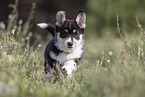 Welsh Corgi Pembroke Puppy