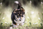 Welsh Corgi Pembroke Puppy