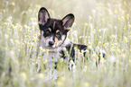 Welsh Corgi Pembroke Puppy