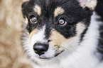 Welsh Corgi Pembroke Puppy