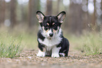 Welsh Corgi Pembroke Puppy