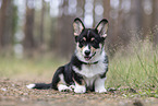 Welsh Corgi Pembroke Puppy