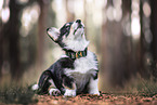 Welsh Corgi Pembroke Puppy