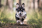 Welsh Corgi Pembroke Puppy