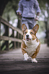 Welsh Corgi Pembroke