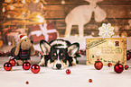 Welsh Corgi Pembroke