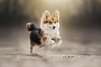 Welsh Corgi Pembroke Fluffy