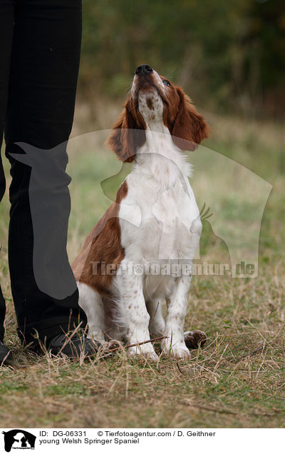 young Welsh Springer Spaniel / DG-06331