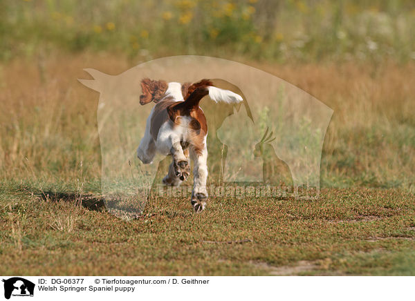 Welsh Springer Spaniel Welpe / Welsh Springer Spaniel puppy / DG-06377