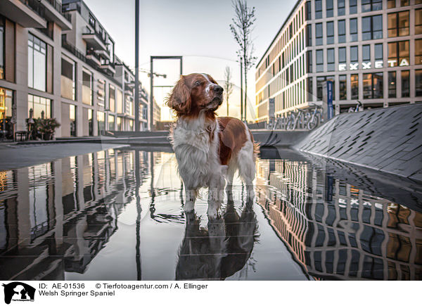 Welsh Springer Spaniel / Welsh Springer Spaniel / AE-01536